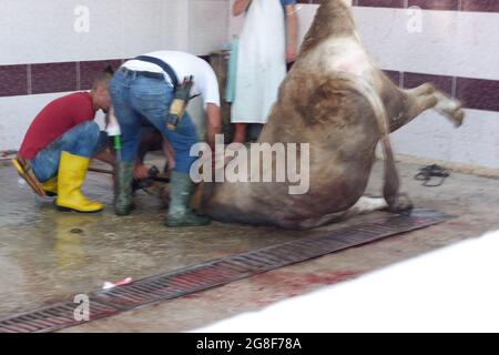 Schlächter schneiden sich einen Stier für Eid Qurban - ein muslimisches Opferfest - in der Türkei durch Stockfoto