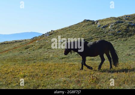 Wandertag auf dem Cincar Mountain Stockfoto