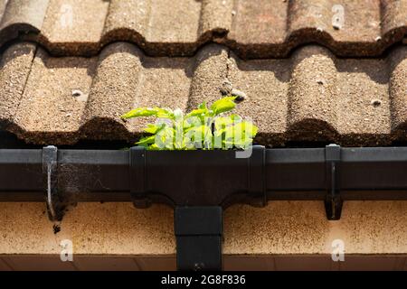 Unkraut wächst in verstopfter Regenrinne mit Abflussrohr und Dachziegeln. Stockfoto