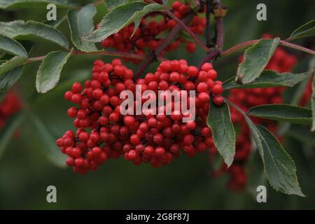 Sambucus racemosa, rote Holunderbeere, rotberrieder Holunder. Holunderbürste mit leuchtend roten Beeren in grünen Blättern. Nahaufnahme. Im Freien. Stockfoto