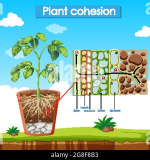 Diagramm mit Darstellung der Pflanzenkohäsion Stock Vektor