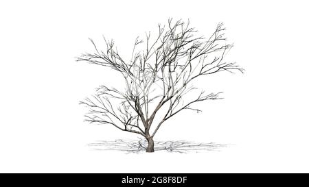 Haken Thorn Baum mit Schatten auf dem Boden im Winter - isoliert auf weißem Hintergrund - 3D-Illustration Stockfoto