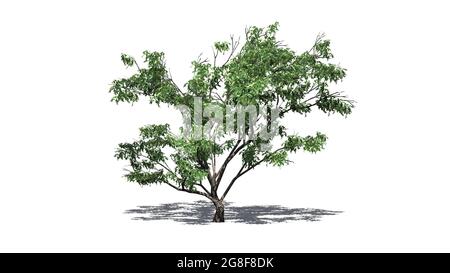 Haken Thorn Baum mit Schatten auf dem Boden - isoliert auf weißem Hintergrund - 3D-Illustration Stockfoto