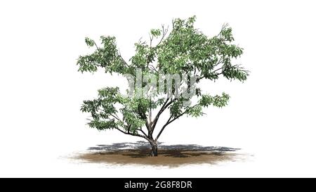 Haken Thorn Baum mit Blumen und Schatten auf dem Boden auf Sandfläche - isoliert auf weißem Hintergrund - 3D-Illustration Stockfoto