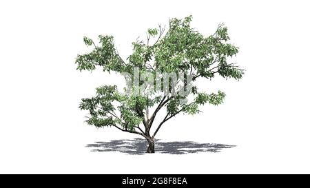 Haken Thorn Baum mit Blumen und Schatten auf dem Boden - isoliert auf weißem Hintergrund - 3D-Illustration Stockfoto