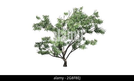 Haken Thorn Baum mit Blumen - isoliert auf weißem Hintergrund - 3D-Illustration Stockfoto