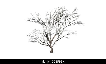 Haken Thorn Baum im Winter - isoliert auf weißem Hintergrund - 3D-Illustration Stockfoto