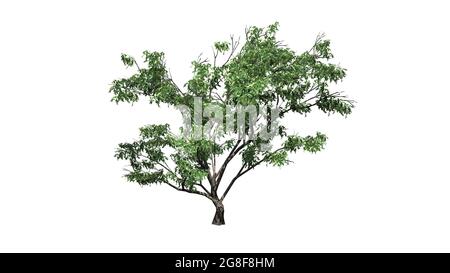 Haken Thorn Baum - isoliert auf weißem Hintergrund - 3D-Illustration Stockfoto