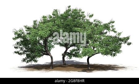 Eine Gruppe von Hook-Thorn-Bäumen mit Schatten auf dem Boden auf Sandfläche - isoliert auf weißem Hintergrund - 3D-Illustration Stockfoto