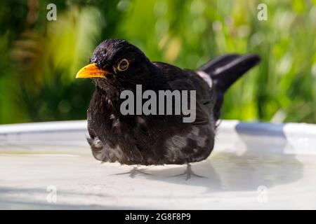 Ein Blackbird kühlt sich heute Morgen in einem Vogelbad ab. Mit anhaltendem heißen Wetter wird es für Wildtiere immer wichtiger, Süßwasser zum Trinken und Baden zu finden. East Sussex, Großbritannien. Quelle: Ed Brown/Alamy Live News Stockfoto