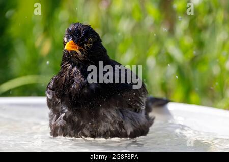 Ein Blackbird kühlt sich heute Morgen in einem Vogelbad ab. Mit anhaltendem heißen Wetter wird es für Wildtiere immer wichtiger, Süßwasser zum Trinken und Baden zu finden. East Sussex, Großbritannien. Quelle: Ed Brown/Alamy Live News Stockfoto