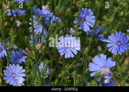 , Wegwarte Cichorium intybus, ist eine Wild- und Heilpflanze mit blauen Blueten. Die blueten sind essbar. Chicorée, Cichorium intybus, ist ein wildes und Med Stockfoto