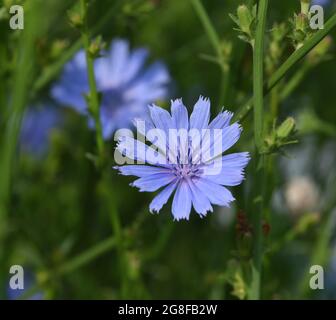 , Wegwarte Cichorium intybus, ist eine Wild- und Heilpflanze mit blauen Blueten. Die blueten sind essbar. Chicorée, Cichorium intybus, ist ein wildes und Med Stockfoto