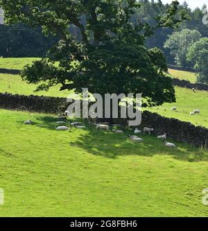 Schafe, die unter einem Baum auf dem Dales Way in Barden in Wharfedale, North Yorkshire, vor der Sonne schützen Stockfoto