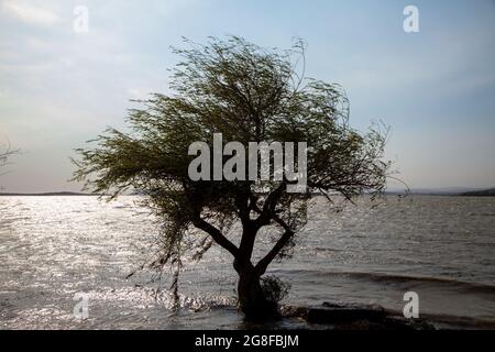 Golyazi Lake mit einem einsamen Baum an einem windigen Tag Stockfoto