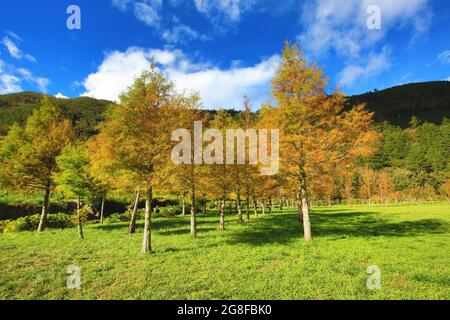 Landschaft der kahlen Zypressen, viele schöne bunte Bäume wachsen auf dem Feld im Herbst Stockfoto