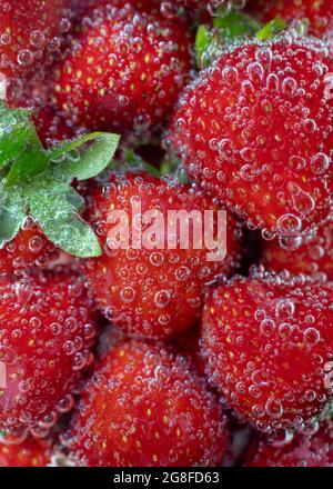 Frische rote Erdbeeren mit grünen Blättern, in hellem, sprudelndem Wasser. Nahaufnahme. Stockfoto
