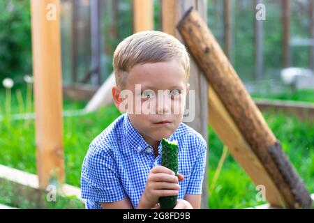 Sechs Jahre alter, glücklicher Junge, der im Dorf draußen auf grünem Gras frische duftende grüne Gurken isst. Selektiver Fokus. Hochformat Stockfoto