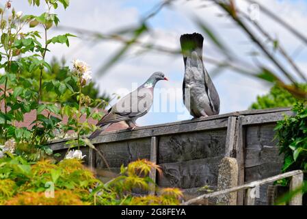 Columba Livia, eine männliche und weibliche Holztaube, durchläuft das Paarungsritual, während sie auf einem Gartenzaun in einem britischen Garten thront Stockfoto