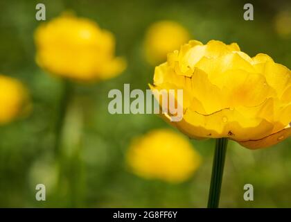 Globeflower oder Trollius europaeus selektiver Fokus auf verschwommenem grünem Hintergrund Stockfoto