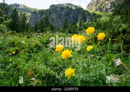 Bulgarische endemische Blumen Globeflower Trollius europaeus wächst in natürlichen Lebensräumen im Rila Naturschutzgebiet und Nationalpark, Rila-Berg, Bulgarien Stockfoto