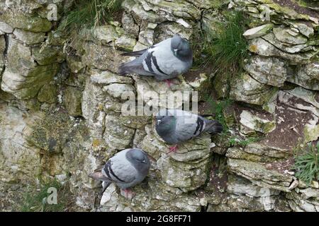 Felstaube, Columba livia, drei Vögel auf Klippen, Yorkshire, Großbritannien, Juli 2021 Stockfoto