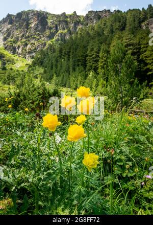 Bulgarische Endemiblumen Globeflower oder Trollius europaeus wachsen in natürlichen Lebensräumen im Rila-Nationalpark, Rila-Berg, Bulgarien, Balkan Stockfoto