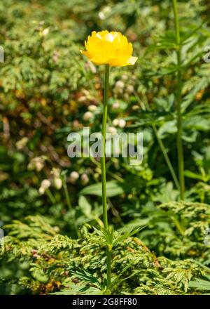 Einzelne isolierte Globeflower oder Trollius europaeus in natürlichen Lebensraum, Rila Naturschutzgebiet und Nationalpark, Rila Berg, Bulgarien, Balkan, Europa Stockfoto