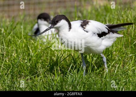 Avocet (Recurvirostra avosetta) schwarz-weißes Gefieder lange blaue Beine und lange schlanke, nach oben gedrehte schwarze Schnabel ein gefangener Sumpfvögel bei Arundel uk Stockfoto