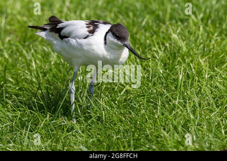 Avocet (Recurvirostra avosetta) schwarz-weißes Gefieder lange blaue Beine und lange schlanke, nach oben gedrehte schwarze Schnabel ein gefangener Sumpfvögel bei Arundel uk Stockfoto