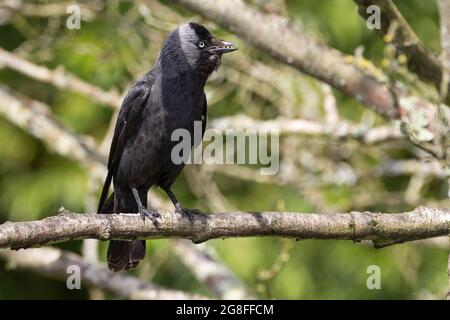 Die Dohle (Corvus monedula) thront in einem Baum, hat eine Reihe von Samen im Schnabel, schwarze Rückseite dunkelgraue Unterseite und graue Augen. Dunkelgraue Beine und Schnabel Stockfoto