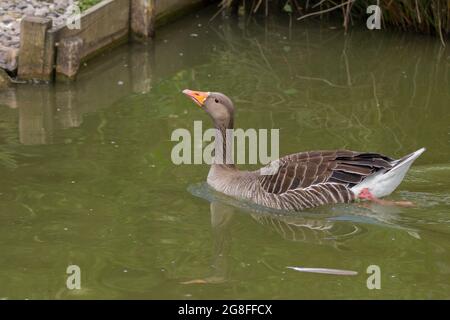 Graugans (Anser anser) orange gelber Schnabel und rosa Beine graubraunes Gefieder am Rücken und Bauch weißer Hinterteil und dunkelwellige Grate am Hals Stockfoto