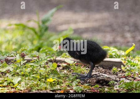 Moorhen-Küken (Gallinula chloropus) kleine flauschige dunkelgraue Gefieder-graue Beine mit großen grauen Füßen und langen Zehen, rotem und gelbem Schnabel und schwarzen Augen Stockfoto