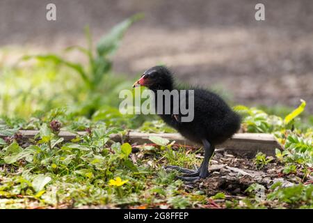 Moorhen-Küken (Gallinula chloropus) kleine flauschige dunkelgraue Gefieder-graue Beine mit großen grauen Füßen und langen Zehen, rotem und gelbem Schnabel und schwarzen Augen Stockfoto