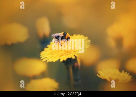 Eine süße, flauschige gestreifte Hummel sammelt Pollen und Nektar aus einer leuchtend gelben Dandelionenblume, die an einem Sommertag auf einer Wiese blüht. Natur und Inse Stockfoto