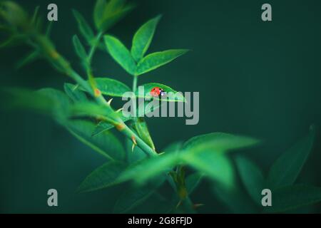 Ein kleiner gefleckter roter Marienkäfer sitzt auf einem grünen Blatt und wächst an einem Sommertag auf einem stacheligen Rosenstiel. Makrocharakter. Stockfoto