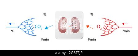 Menschliche Blutbahn - Nieren, didaktisches Brett der Anatomie des Blutsystems des menschlichen Blutkreislaufs, Herz-Kreislauf-System Illustration Stockfoto