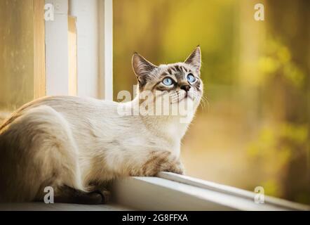 An einem Sommertag liegt ein blauäugiges, gestreiftes, süßes Thai-Kätzchen auf einer weißen Fensterbank in der Nähe eines offenen Fensters. Ein Haustier. Stockfoto