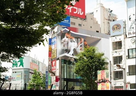 Shinjuku City, Tokio, Japan - 10. Juli 2021: Riesige Katze in atemberaubendem, ultrarealistischem 4K-Digitaldisplay. Stockfoto
