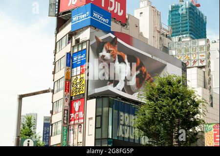 Shinjuku City, Tokio, Japan - 10. Juli 2021: Riesige Katze in atemberaubendem, ultrarealistischem 4K-Digitaldisplay. Stockfoto