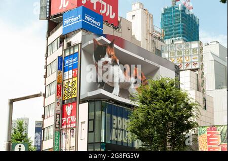 Shinjuku City, Tokio, Japan - 10. Juli 2021: Riesige Katze in atemberaubendem, ultrarealistischem 4K-Digitaldisplay. Stockfoto