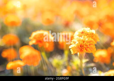 Nahaufnahme von orangefarbenen Ringelblumen, die im Garten in Sonnenlicht getaucht sind Stockfoto