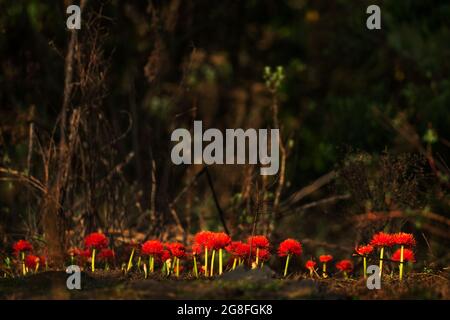 Fireball Lily - Scadoxus multiflorus, schöne rot blühende Pflanze aus afrikanischen Wäldern, Harrena Wald, Bale Berge, Äthiopien. Stockfoto