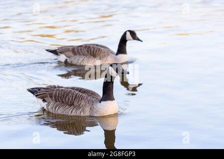 Zwei Kanadagänse schwimmen im See/Wasser Stockfoto