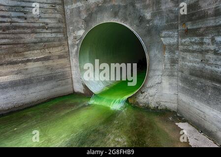 Hellgrün verschmutztes Abwasser, das durch ein Entwässerungsrohr fließt, das durch eine Betonwand in einem ökologischen und ökologischen Konzept austritt Stockfoto
