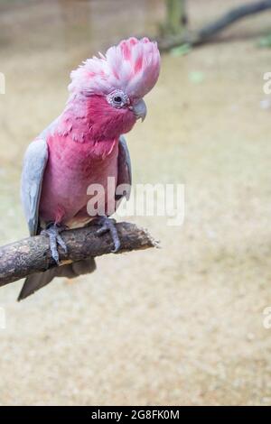 Das Nahaufnahme-Bild der Galah (Eolophus roseicapilla). Die Galaia ist einer der häufigsten und verbreitetsten Kakadus. Stockfoto