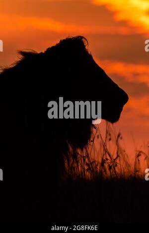 Ein Löwe überblickt seine Umgebung, während die Bewohner der Maasai Mara durch die Ebenen Streifen. MAASAI MARA, KENIA: DIESE SCHÜLERIN hat Wochen damit verbracht, atemberaubende Aufnahmen zu machen Stockfoto