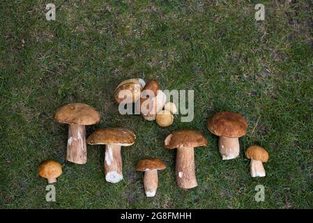 Sammlung von großen und kleinen frischen Steinpilzen liegt auf dem grünen Gras im Wald. Jagd nach Waldpilzen. Saisonales Hobby zur Ernte f Stockfoto