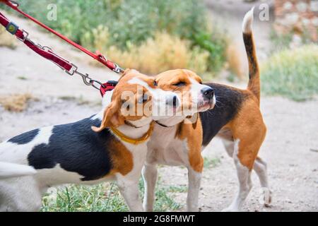 Ein süßer Beagle-Welpe küsst ihre Mutter. Beagle Hunde spielen im Freien Stockfoto