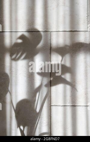 Schatten von Monstera-Blättern auf einer beigefarbenen Keramikwand. Trendige Konzept-Minimalismus. Stockfoto